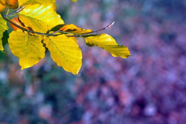 Gele herfstbladeren geïsoleerd op wazige achtergrond. — Stockfoto