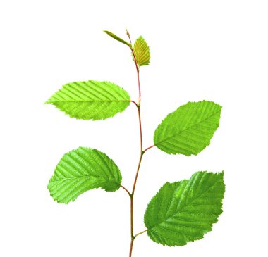 Beyaz arkaplanda yeşil kayın yaprakları izole.