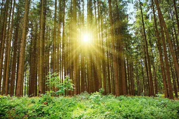 Sol en el verano en el bosque con gran luz solar — Foto de Stock