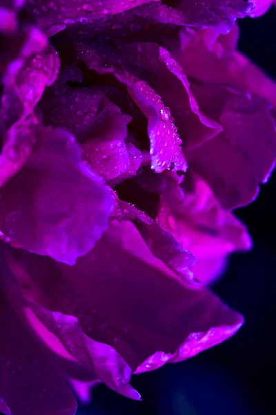 Pivoine de couleur violette avec foyer sélectif . — Photo