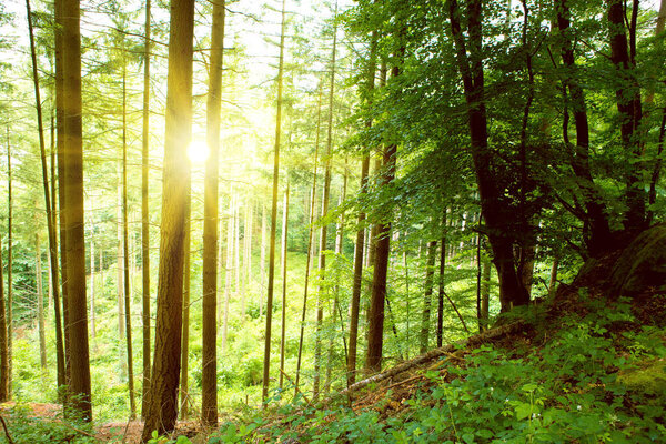 Sunshine in the summer forest with trees and grass.