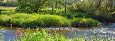 Nehirlerin kıyısında yaz ağaçları.