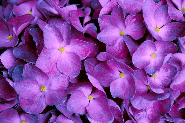 Close up of a purple hydrangea flowers. — Stock Photo, Image