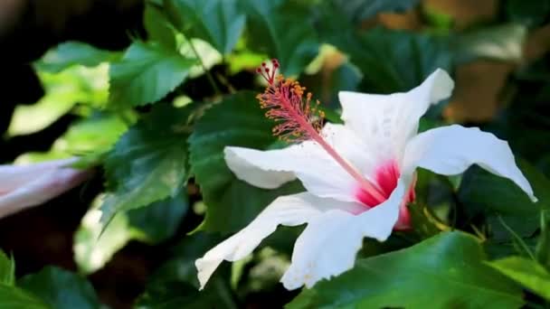 Makro zdjęcie pięknego białego kwiatu hibiskusa. — Wideo stockowe