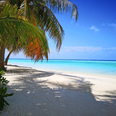 Hindistan cevizi palmiyeleri ve mavi gökyüzü olan tropik Maldivler plajı.