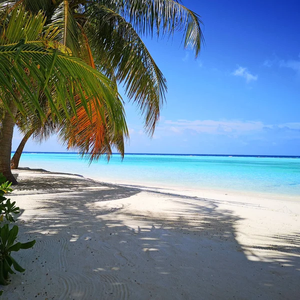 Tropical Maldives beach with coconut palm trees and blue sky. — Stock Photo, Image