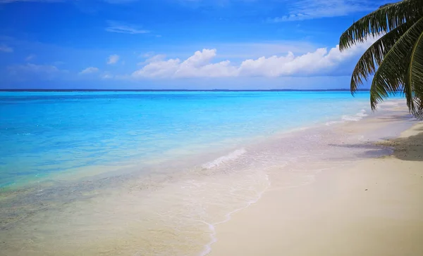 Tropical Maldives beach with coconut palm trees and blue sky. — Stock Photo, Image