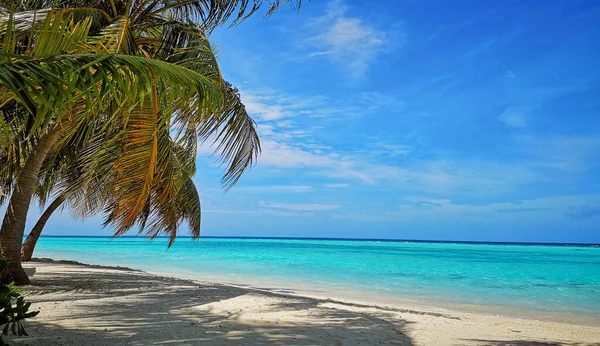 Tropical Maldives beach with coconut palm trees and blue sky. — Stock Photo, Image