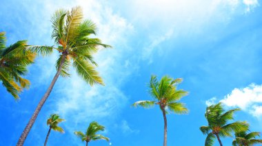 Mavi gökyüzü olan tropikal sahilde palmiye ağaçları. Arka planda seyahat et..
