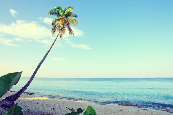 Caribbean sea and green palm tree. Summer sea landscape .