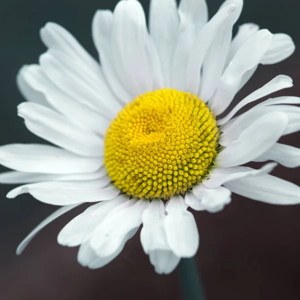 Gros plan d'une belle marguerite blanche isolée sur fond gris flou. — Photo