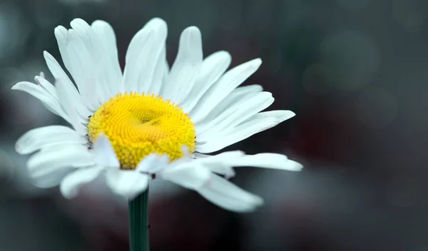 Gros plan d'une belle marguerite blanche isolée sur fond vert. — Photo