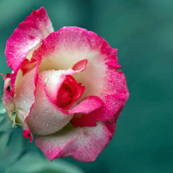 Rosa rosa branca isolada no fundo verde — Fotografia de Stock