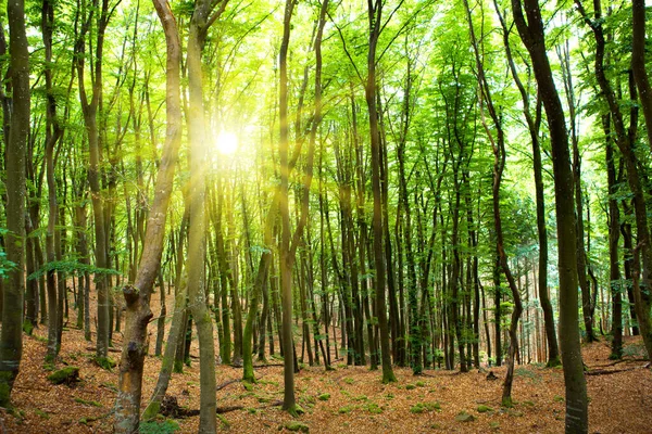 Sonnenschein im Sommerwald mit Bäumen und Gras. — Stockfoto