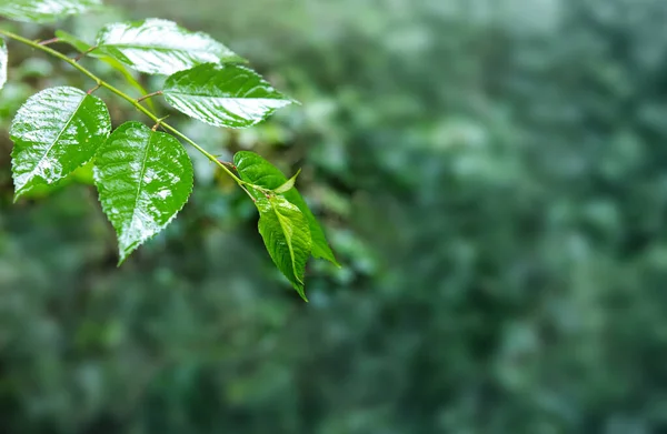 Twig with green leaves isolated on blur background. — Stock Photo, Image