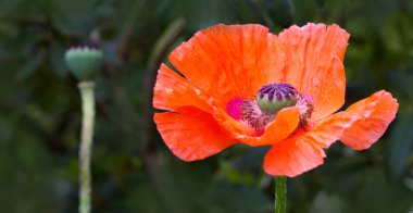 Yakından, yeşil üzerine izole edilmiş büyük kırmızı bir gelinciğin görüntüsü..