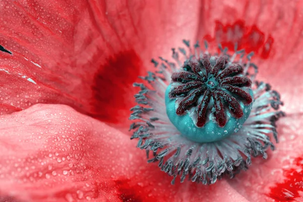 Close Up strzał dużego czerwonego maku kwiat. — Zdjęcie stockowe