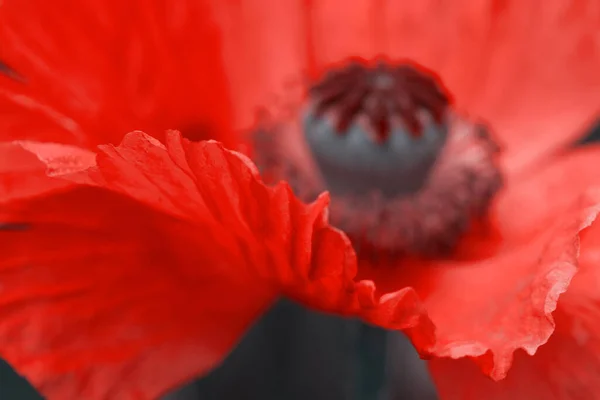 Close Up colpo di un grande fiore di papavero rosso. — Foto Stock