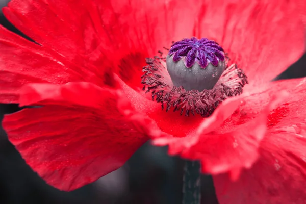 Close Up strzał dużego czerwonego maku kwiat. — Zdjęcie stockowe