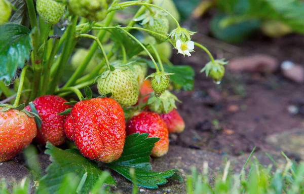 Red ripe strawberries in a summer garden. — Stock Photo, Image