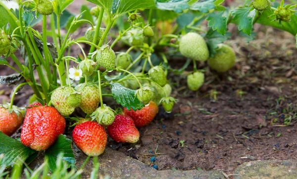 Red ripe strawberries in a summer garden. — Stock Photo, Image