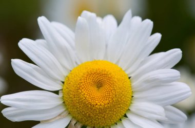 Yeşil arka planda izole edilmiş güzel beyaz bir Marguerite 'in yakın çekimi..