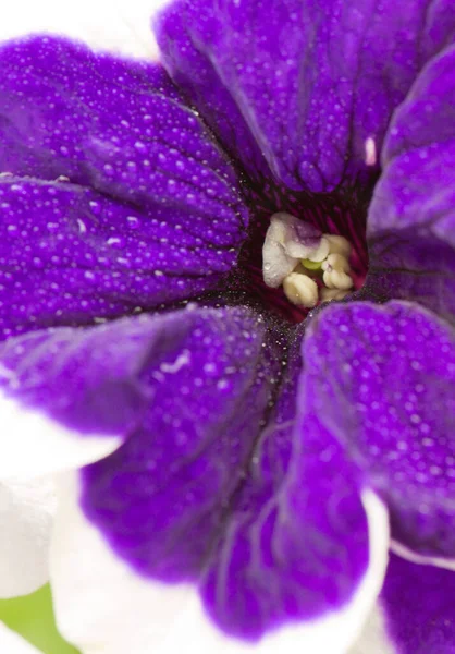 Close-up em Blue Petunia flor com uma borda branca. — Fotografia de Stock