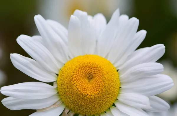 Gros plan d'une belle marguerite blanche isolée sur fond vert. — Photo