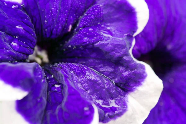 Gros plan sur la fleur de pétunia bleu avec une bordure blanche. — Photo