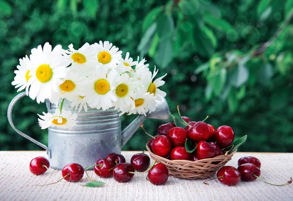 Large red cherries in a basket and daisies in a watering can isolated on green. — Stock Photo, Image