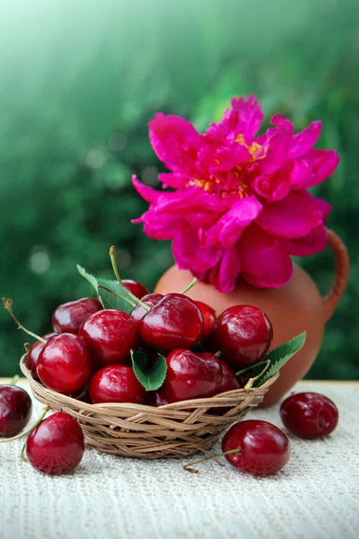 篮子里的大樱桃，绿色隔离的罐子里的红牡丹. — 图库照片