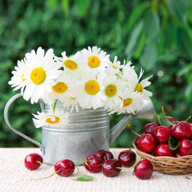 Sepette büyük kırmızı kirazlar ve yeşilde izole edilmiş su bidonunda papatyalar..