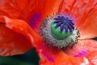 Yakından büyük kırmızı bir gelincik çiçeği..
