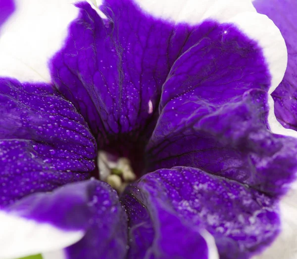 Κοντινό πλάνο στο λουλούδι Blue Petunia με λευκό περίγραμμα. — Φωτογραφία Αρχείου