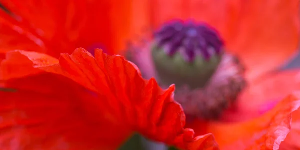 Primer plano de una gran flor de amapola roja. —  Fotos de Stock