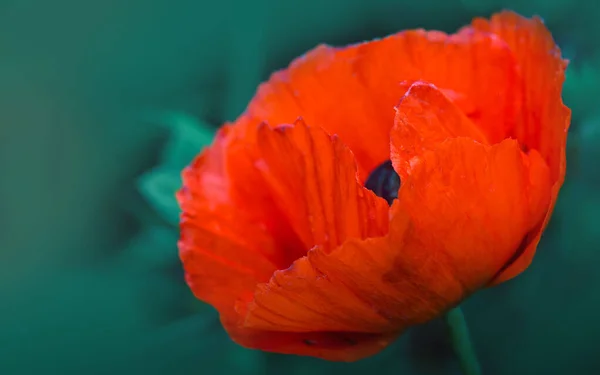 Close Up colpo di un grande fiore di papavero rosso isolato su sfondo verde. — Foto Stock