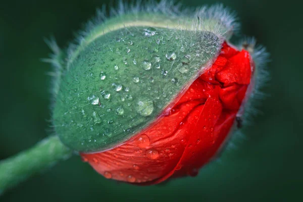Close up from an opening poppy bud isolated on green blur background. — Stock Photo, Image