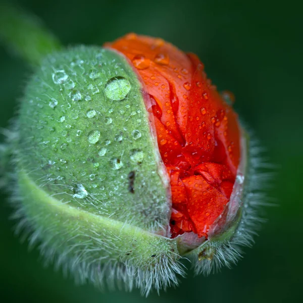 Macro foto de la naturaleza brote flor amapola aislado sobre fondo verde. —  Fotos de Stock