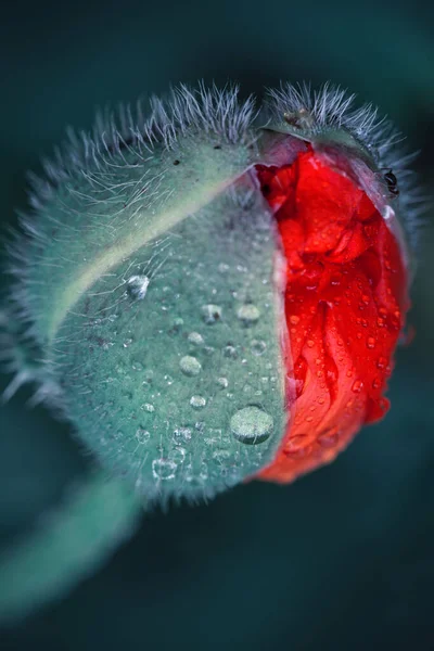 Macro foto de la naturaleza brote flor amapola aislado sobre fondo verde. — Foto de Stock