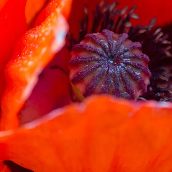 Close Up shot of a large red poppy flower. — Stock Photo, Image