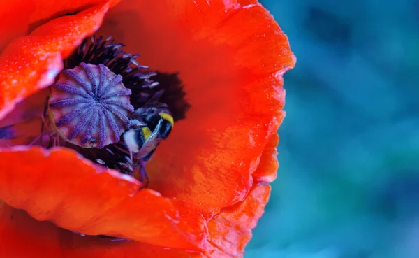 深蓝色背景的红色罂粟花的特写. — 图库照片