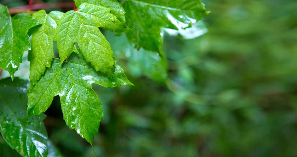 Twig met groene bladeren geïsoleerd op wazige achtergrond. — Stockfoto