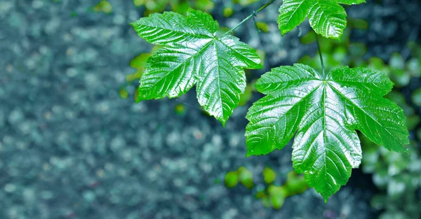 Ramita con hojas verdes aisladas sobre fondo borroso . —  Fotos de Stock
