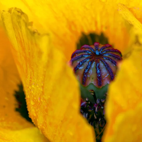 Close Up strzał dużego żółtego maku kwiat. — Zdjęcie stockowe