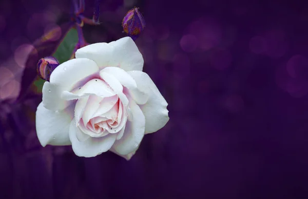 Close up widok pięknej białej róży izolowane na tle rozmycia. — Zdjęcie stockowe