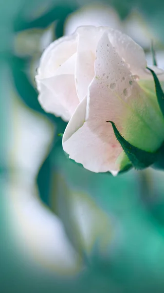 Vista de cerca de una hermosa rosa blanca aislada sobre fondo borroso. — Foto de Stock
