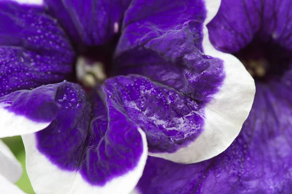 Detailní záběr na květinu Blue Petunia s bílým okrajem. — Stock fotografie