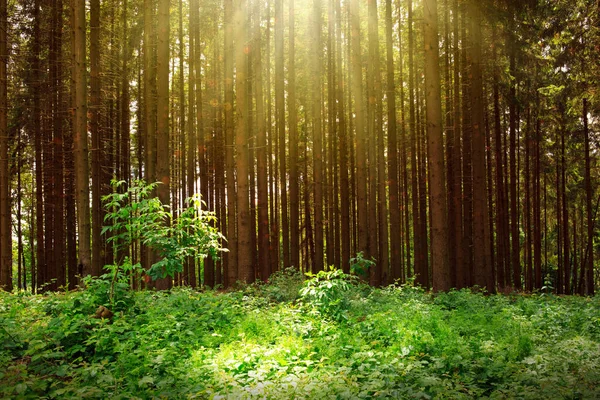 Sol en el verano en el bosque con gran luz solar — Foto de Stock