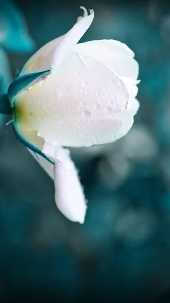Zblízka pohled na krásné bílé růže izolované na rozmazaném pozadí. — Stock fotografie