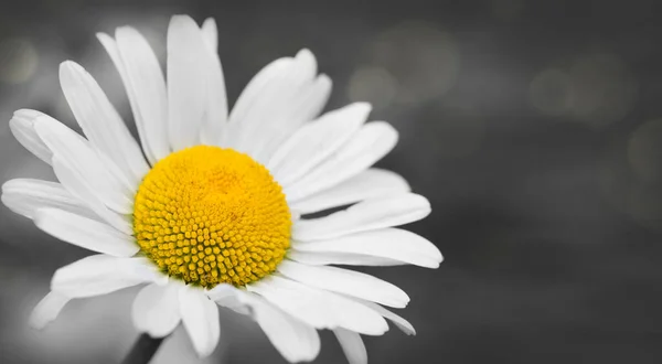 Primer plano de una hermosa marguerita blanca aislada sobre fondo gris. — Foto de Stock